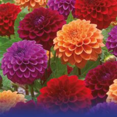 8718641997598 1 Dahlia Ballroom Dance.jpg